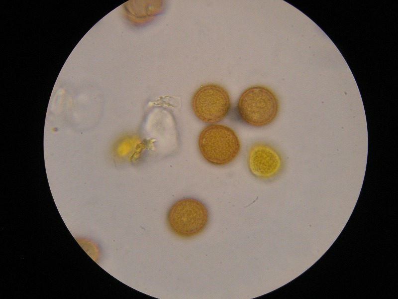 1000er Kaiser (3).JPG