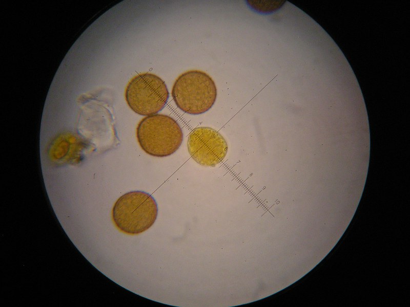 1000er Kaiser (4).JPG