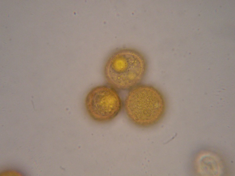 1000er Kaiser (5).JPG