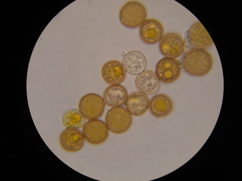 1000er Kaiser (6).JPG