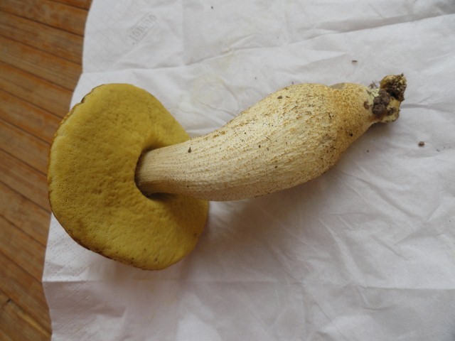 DSC04453 (640x480) (640x480).jpg