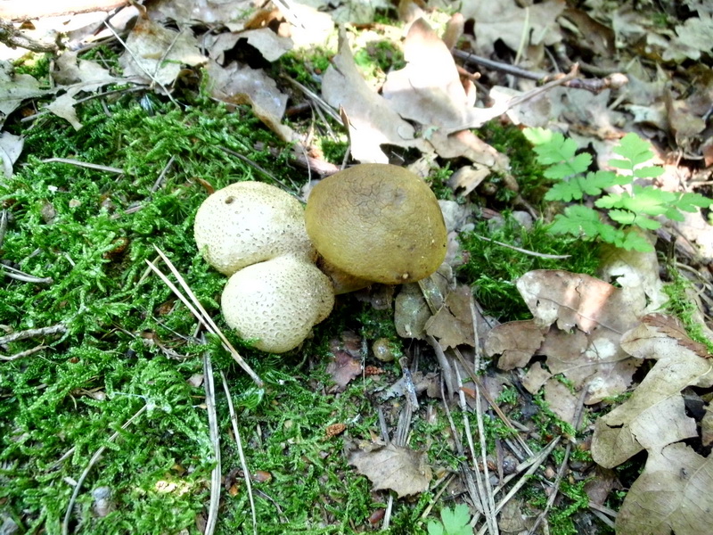 Xerocomus parasiticus-1.JPG