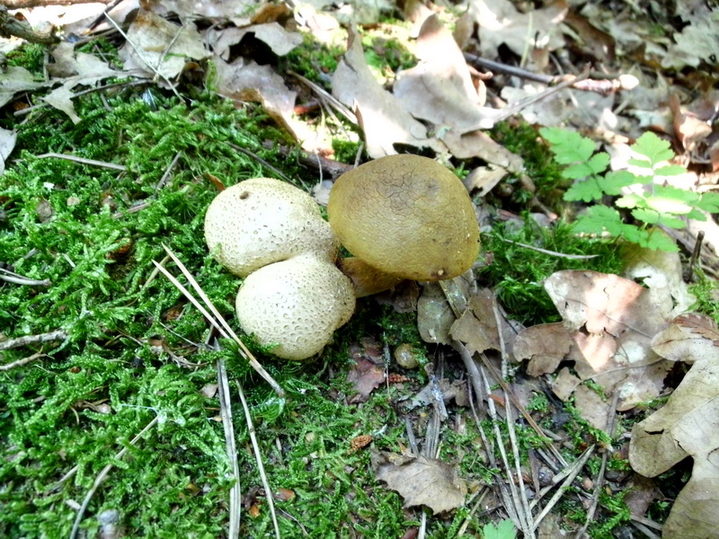 Xerocomus parasiticus-2.JPG