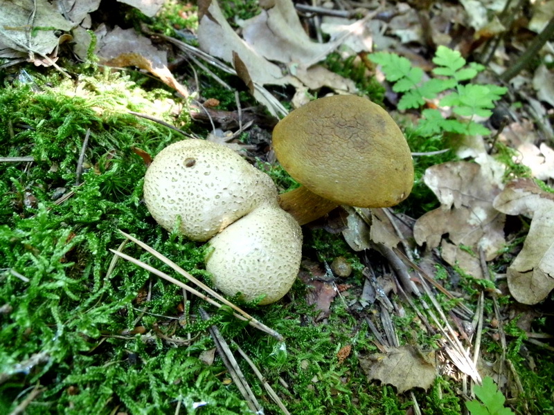 Xerocomus parasiticus-3.JPG