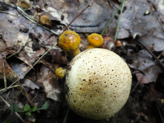 DSC04227 (640x480).jpg