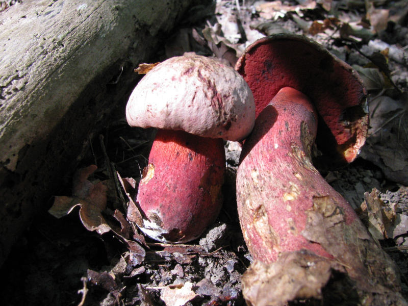 Boletus_rhodoxanthus (14).jpg