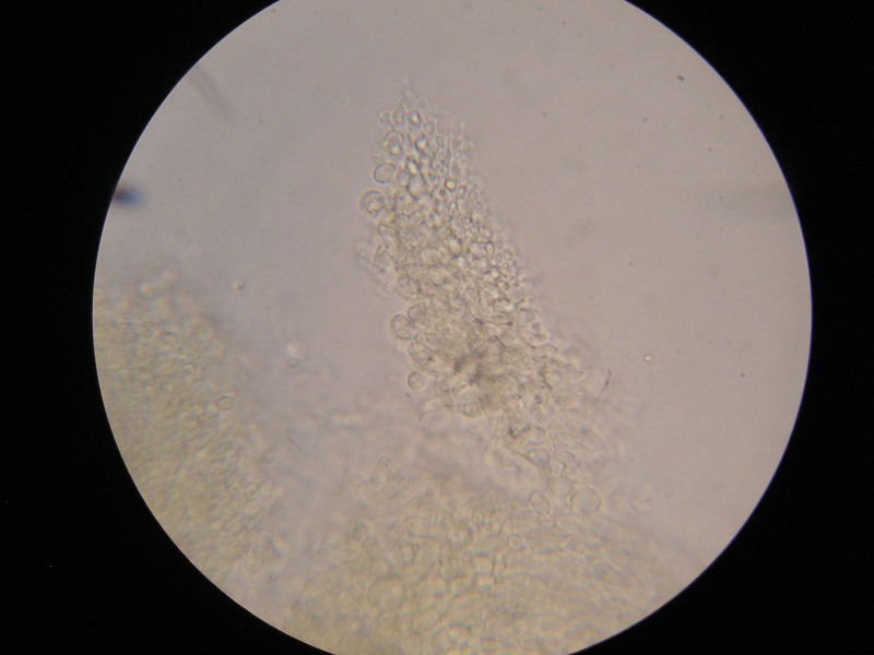 1000er Wiesl (1).JPG