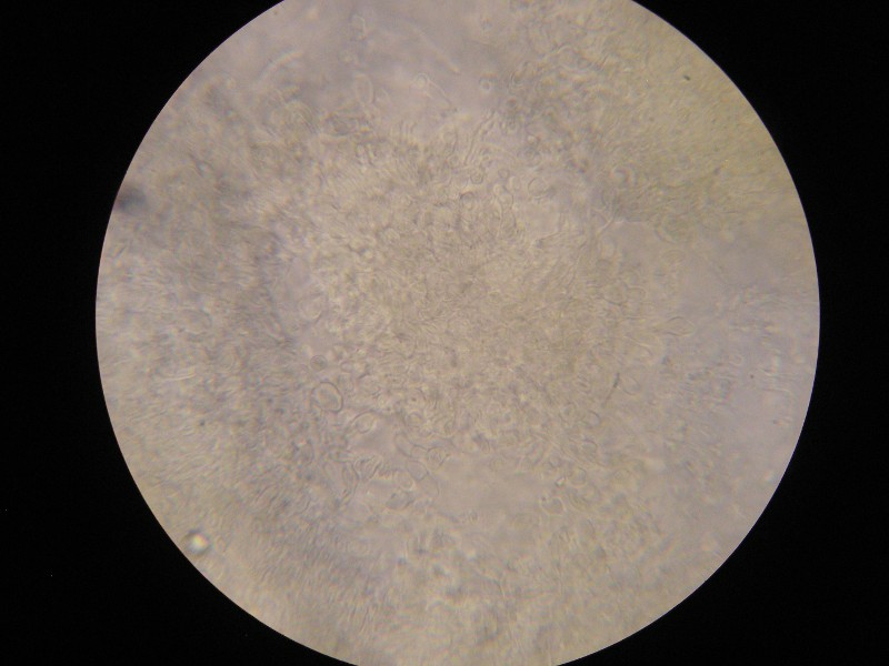 1000er Wiesl (6).JPG