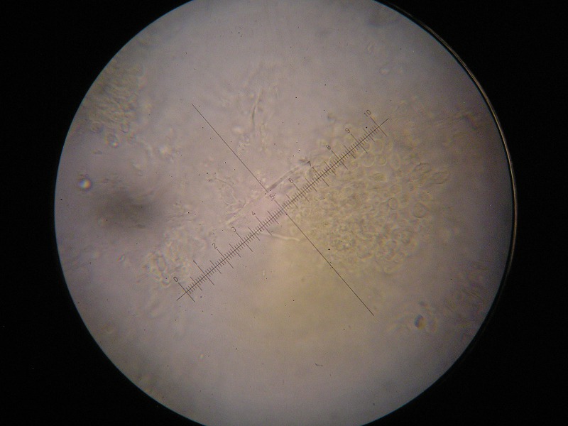 1000er Wiesl (9).JPG