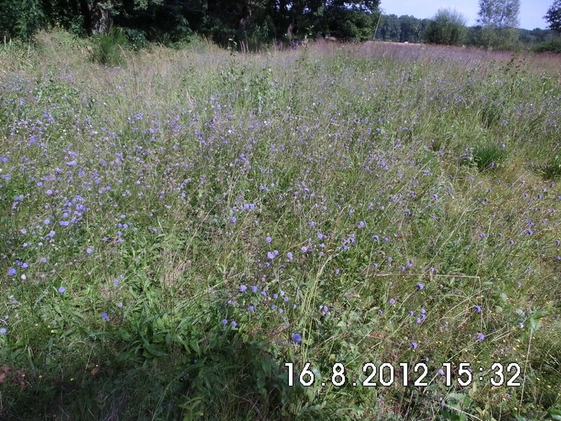 Succisa pratensis-1.JPG