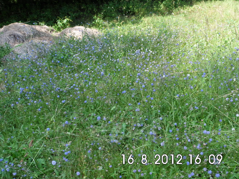 Succisa pratensis-2.JPG