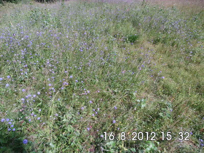 Succisa pratensis-3.JPG