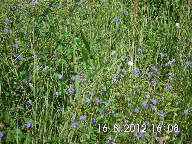 Succisa pratensis-4.JPG