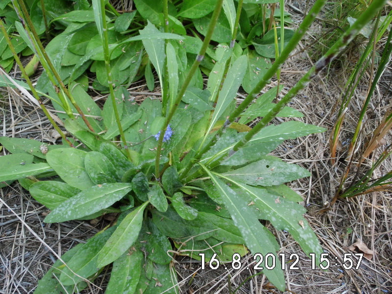 2-Erysiphe knautiae-a.JPG