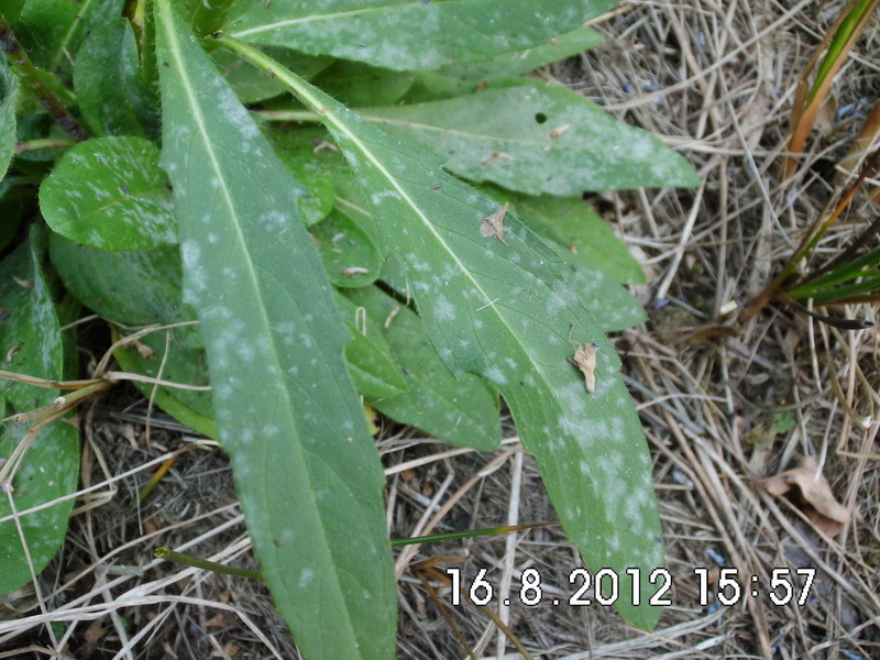 2-Erysiphe knautiae-c.JPG