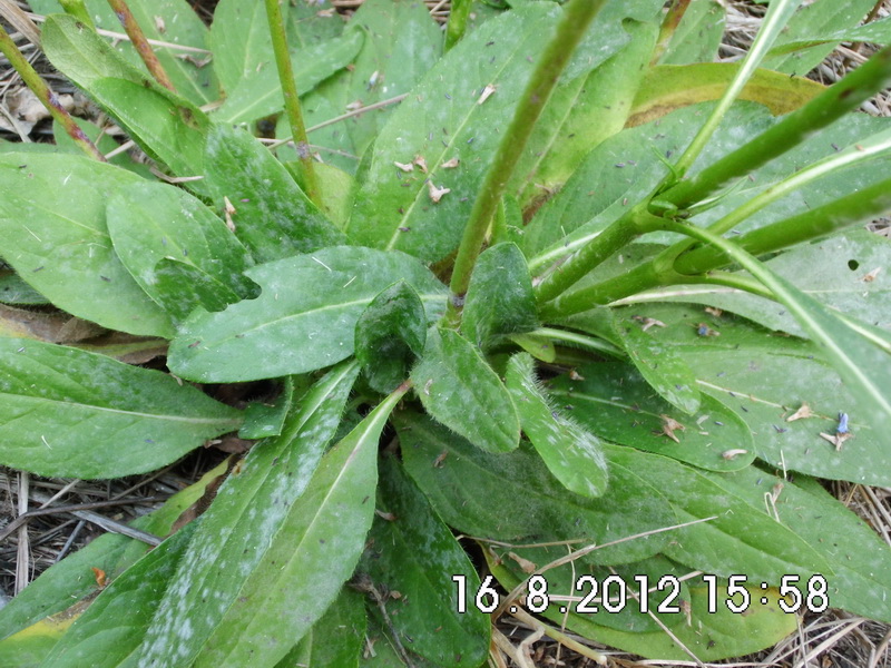 2-Erysiphe knautiae-d.JPG