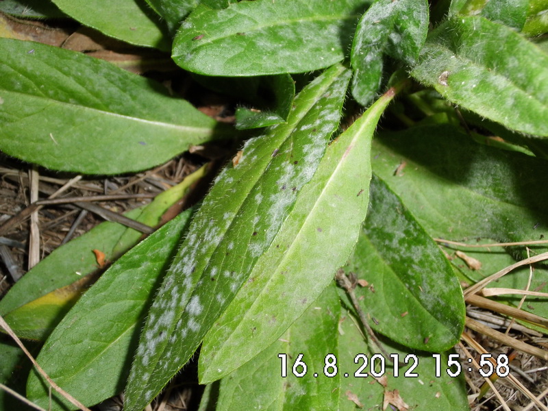 2-Erysiphe knautiae-e.JPG