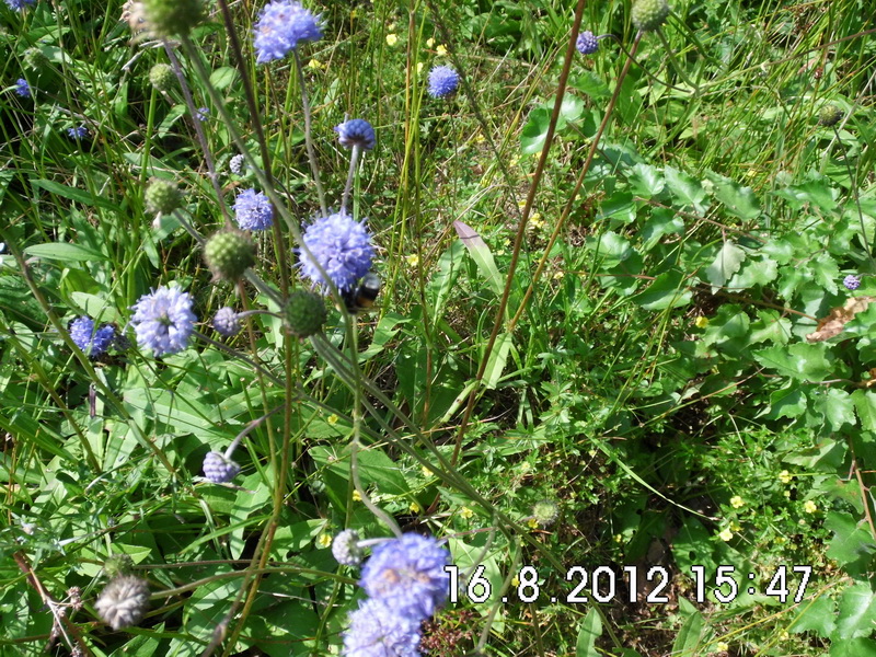 Succisa pratensis-5.JPG