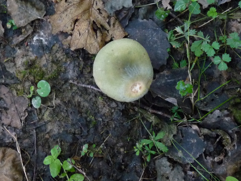 P1060040 Pilz von oben 800 .JPG