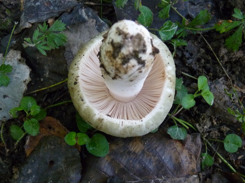 P1060048 Pilz v unten .JPG