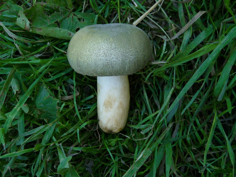 P1060049 Pilz seitl  800 .JPG