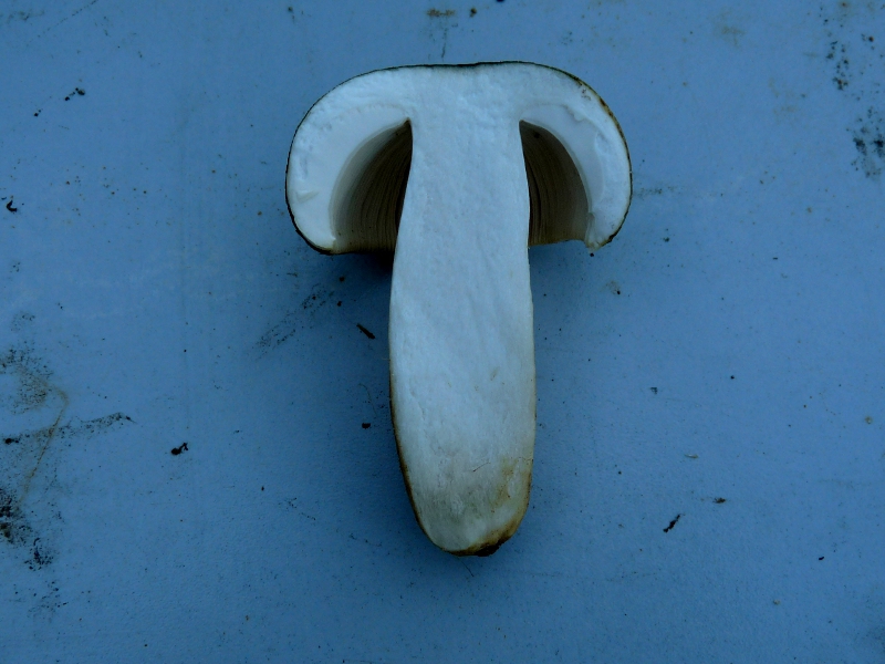 P1060055 Pilz Schnitt 800 .JPG