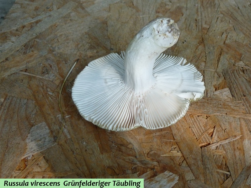 Russula virescens 2 .JPG
