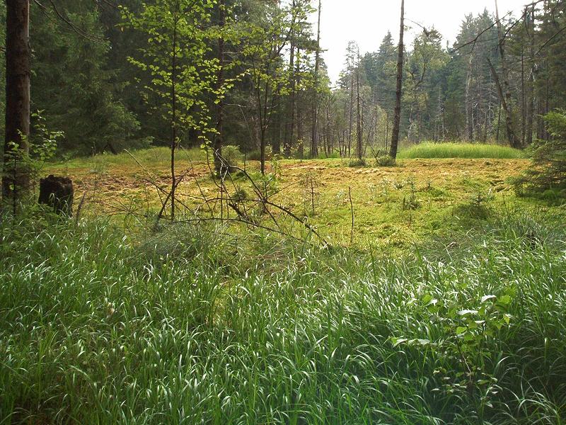 Hochmoor Grünheide_1.3.jpg