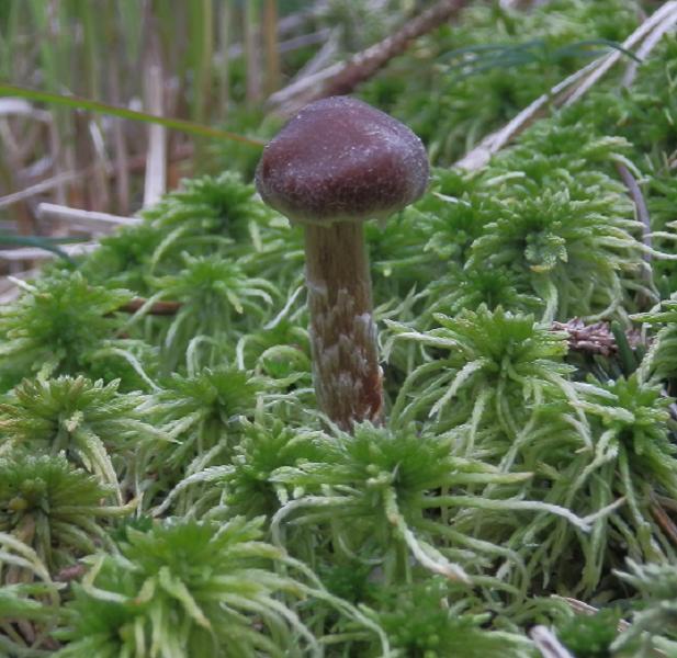 Cort. flexipes_F1.JPG