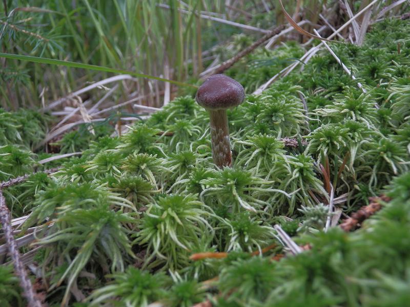 Cort. flexipes_F2.jpg