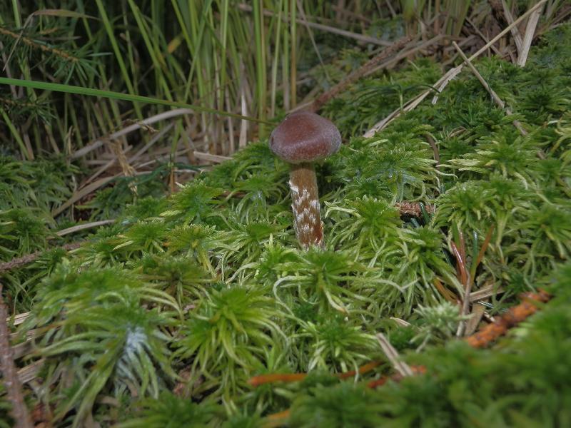 Cort. flexipes_F3.jpg