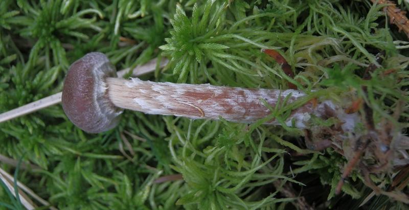 Cort. flexipes_F4.JPG