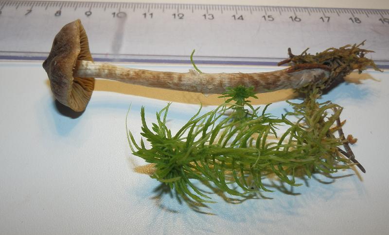 Cort. flexipes_1.JPG