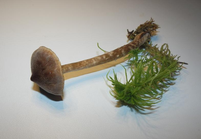 Cort. flexipes_1.1.JPG