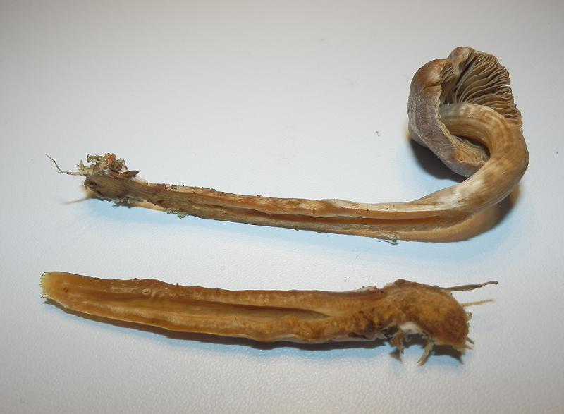 Cort. flexipes_1.4.JPG