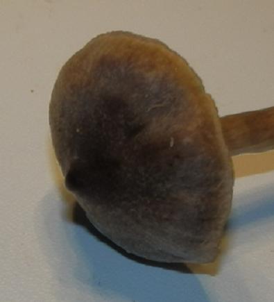 Cort. flexipes_1.5.JPG