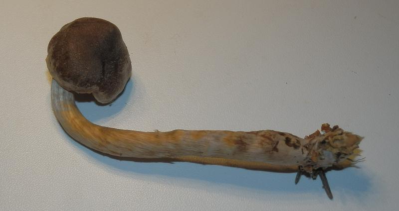 Cort. flexipes_1.6.JPG