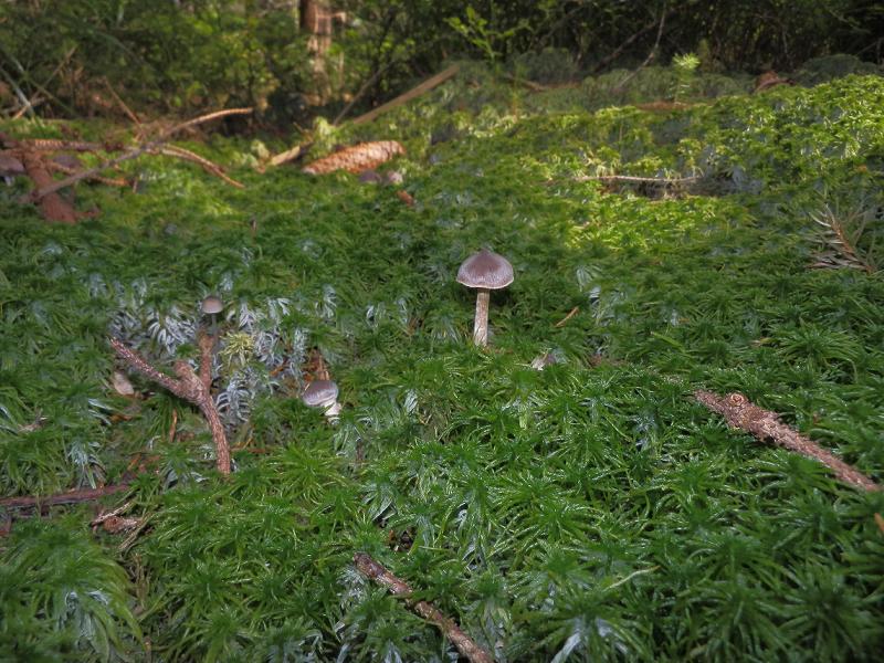 Cort. flexipes_1n.jpg