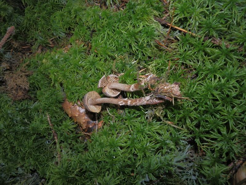 Cort. flexipes_1.3n.jpg