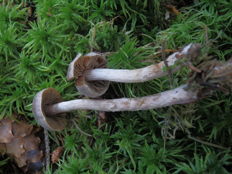 Cort. flexipes_1.4n.jpg