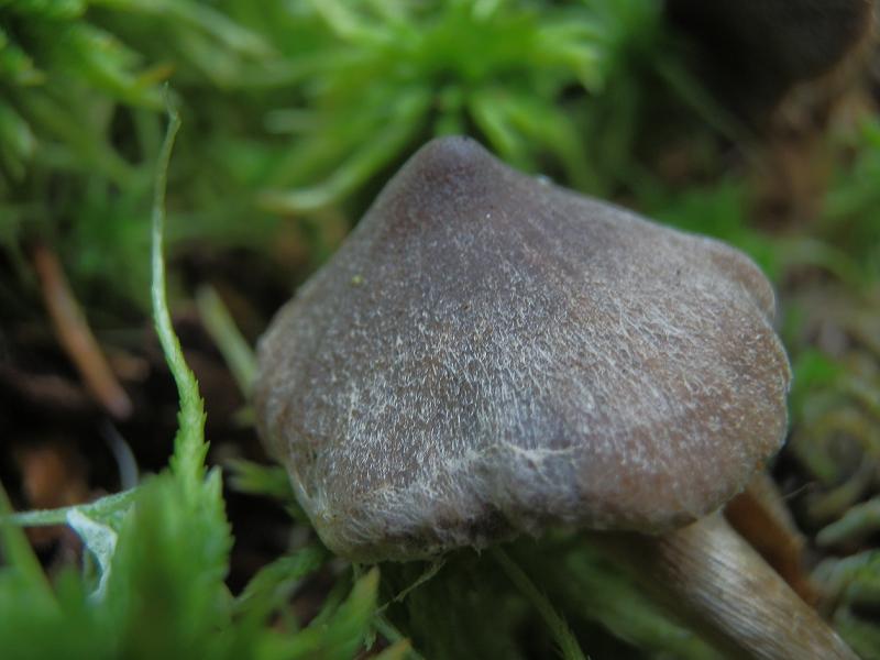 Cort. flexipes_1.5n.jpg