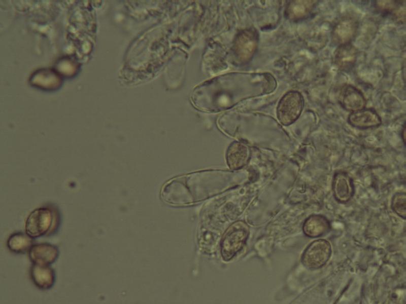 Cheilozystiden Cort. flexipes_1.JPG