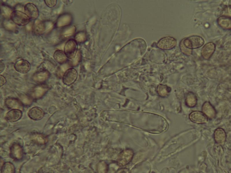 Cheilozystiden Cort. flexipes_2.JPG