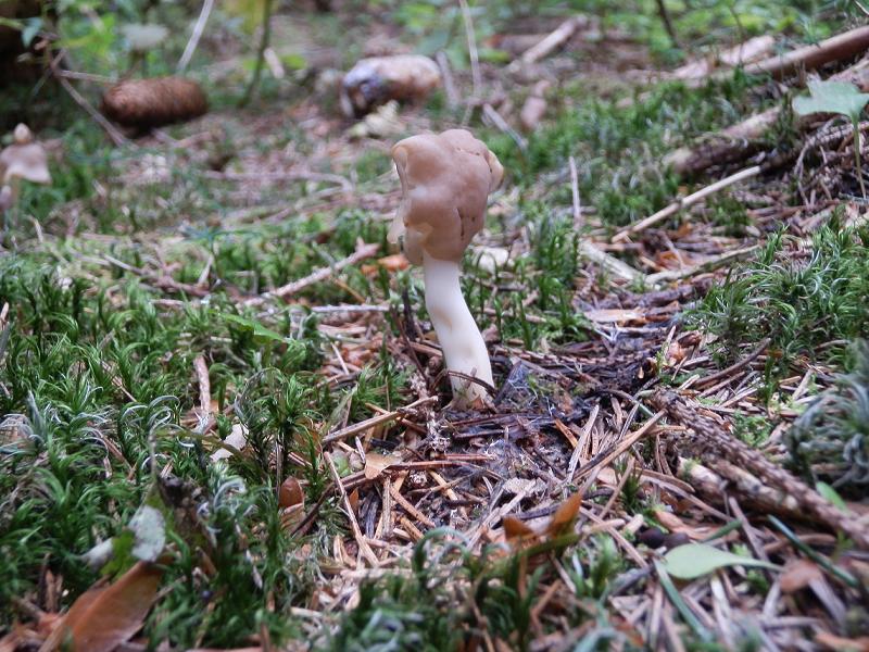 Helvella elastica_1.jpg