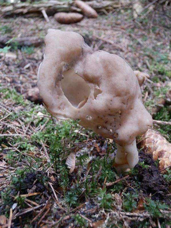 Helvella elastica_1.1.jpg