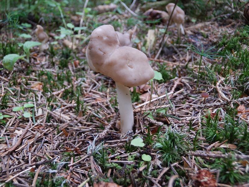 Helvella elastica_1.2.jpg