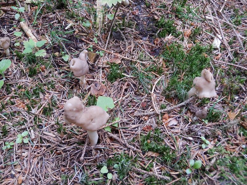 Helvella elastica_1.3.jpg
