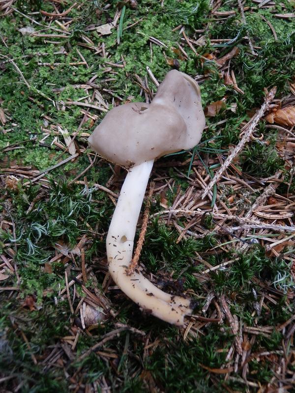 Helvella elastica_1.4.jpg