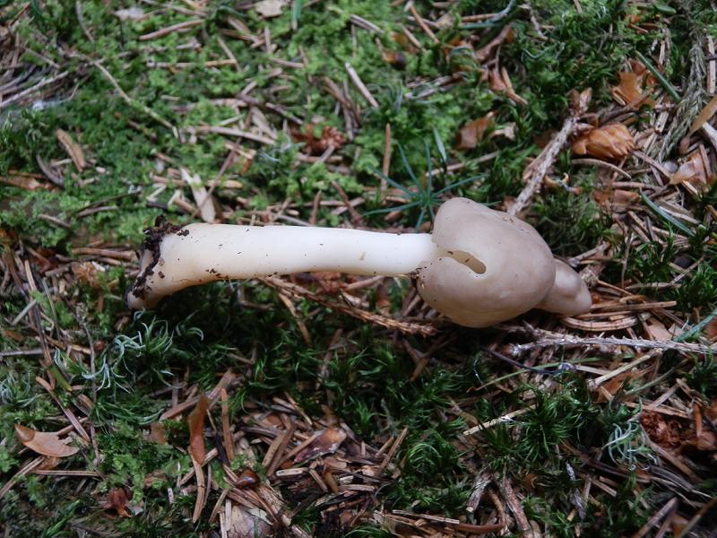 Helvella elastica_1.5.jpg