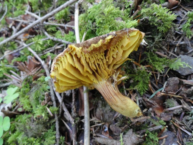 DSC04467 (640x480).jpg